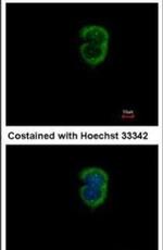 IL-37 Antibody in Immunocytochemistry (ICC/IF)