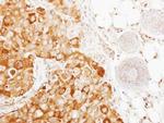IL-37 Antibody in Immunohistochemistry (Paraffin) (IHC (P))