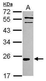 IL-37 Antibody in Western Blot (WB)