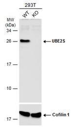 UBE2S Polyclonal Antibody