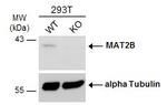 MAT2B Antibody in Western Blot (WB)