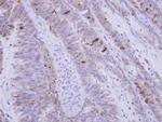 SNX15 Polyclonal Antibody