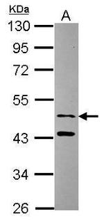 SNX15 Antibody in Western Blot (WB)