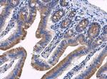 HOOK2 Antibody in Immunohistochemistry (Paraffin) (IHC (P))