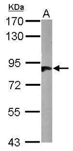 HOOK2 Antibody in Western Blot (WB)