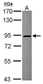 HOOK2 Antibody in Western Blot (WB)