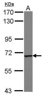 Epsin 1 Polyclonal Antibody