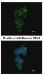 NRBP Antibody in Immunocytochemistry (ICC/IF)
