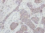 NRBP Antibody in Immunohistochemistry (Paraffin) (IHC (P))