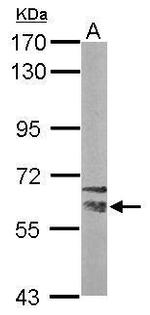 NRBP Antibody in Western Blot (WB)