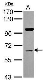NRBP Antibody in Western Blot (WB)