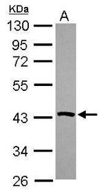 PSAT1 Antibody in Western Blot (WB)