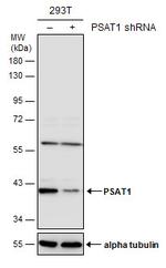PSAT1 Antibody in Western Blot (WB)