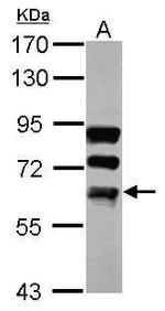 FUBP3 Antibody in Western Blot (WB)
