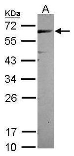 CEP57 Antibody in Western Blot (WB)
