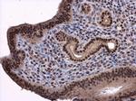 PHAP I Antibody in Immunohistochemistry (Paraffin) (IHC (P))