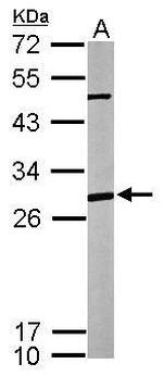 PHAP I Antibody in Western Blot (WB)