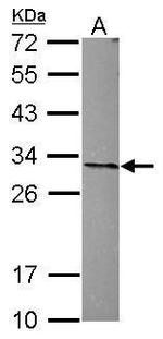 PHAP I Antibody in Western Blot (WB)