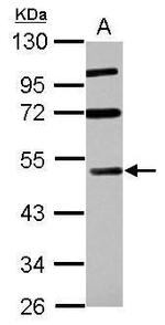 RASSF8 Polyclonal Antibody