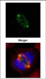 GCP4 Polyclonal Antibody