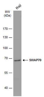 SWAP70 Polyclonal Antibody