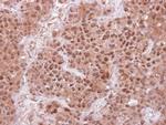 FBXL4 Antibody in Immunohistochemistry (Paraffin) (IHC (P))