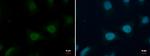 HIST1H2BD Polyclonal Antibody