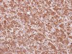 QKI Antibody in Immunohistochemistry (Paraffin) (IHC (P))