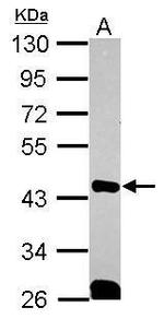 QKI Antibody in Western Blot (WB)