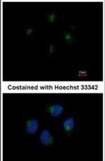 KIF20A Antibody in Immunocytochemistry (ICC/IF)