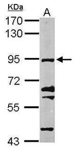 KIF20A Antibody in Western Blot (WB)