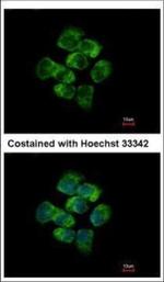 Protein APC Antibody in Immunocytochemistry (ICC/IF)