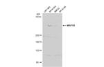 MAP1B Antibody in Western Blot (WB)