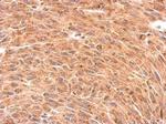 Presenilin 1 Antibody in Immunohistochemistry (Paraffin) (IHC (P))