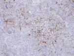 Endothelin A Receptor Antibody in Immunohistochemistry (Paraffin) (IHC (P))