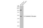 Endothelin A Receptor Antibody in Western Blot (WB)