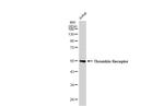 PAR1 Antibody in Western Blot (WB)