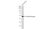 PAR1 Antibody in Western Blot (WB)
