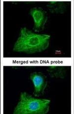 GPX1 Antibody in Immunocytochemistry (ICC/IF)