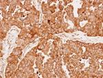 GPX1 Antibody in Immunohistochemistry (Paraffin) (IHC (P))