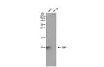 CXCL12 Polyclonal Antibody