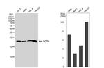 SOD2 Antibody in Western Blot (WB)