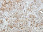 KCNIP1 Antibody in Immunohistochemistry (Paraffin) (IHC (P))
