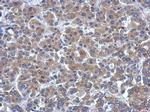 ARHGEF3 Antibody in Immunohistochemistry (Paraffin) (IHC (P))