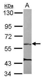 ARHGEF3 Antibody in Western Blot (WB)