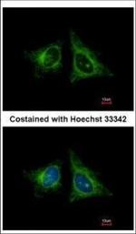 HEBP1 Polyclonal Antibody