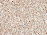 HEBP1 Antibody in Immunohistochemistry (Paraffin) (IHC (P))