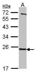 HEBP1 Antibody in Western Blot (WB)