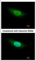 GMNN Antibody in Immunocytochemistry (ICC/IF)