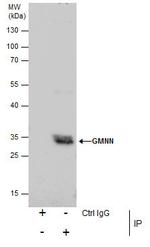 GMNN Antibody in Immunoprecipitation (IP)